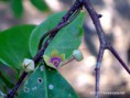 /album/photo-gallery-2-wild-plants-in-palawan1/wild-flower-in-the-mangroves-jpg1/